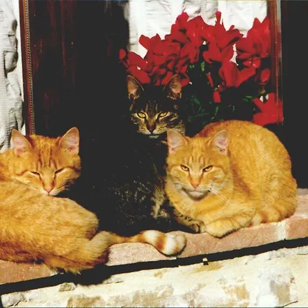Le Casacce Apartment